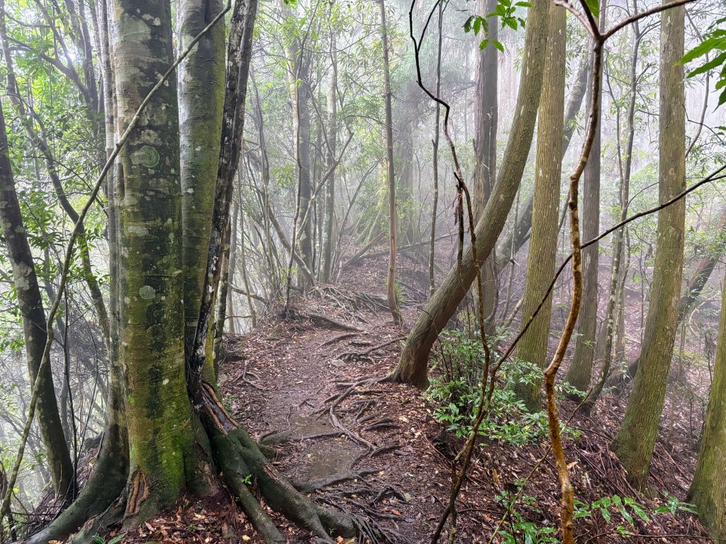 油羅山_2856498
