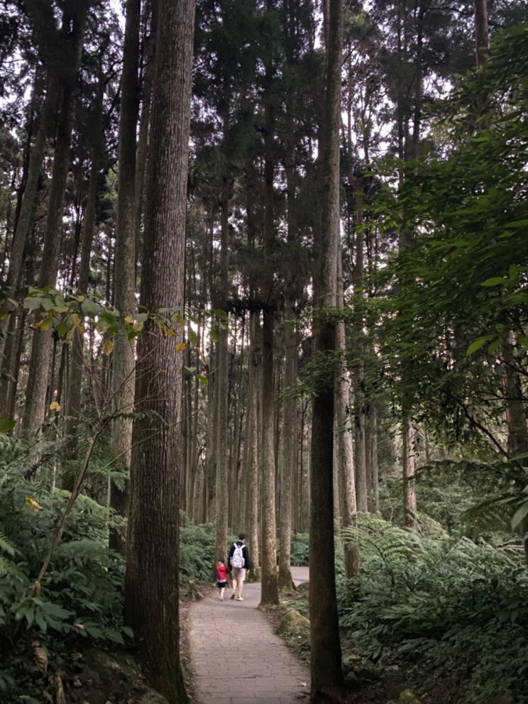 20191109貓仔們之溪頭森林步道探索_757166