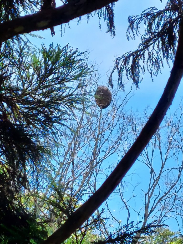 202206瓦拉米步道_1740983