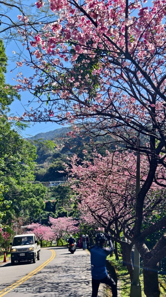 #栗尾椋鳥 #綠繡眼 #東湖樂活公園 #花園新城 #屈尺 #寒櫻 2/4_2992889