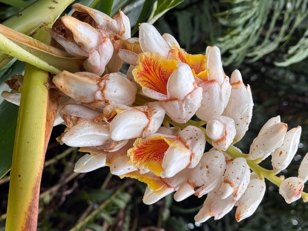 炮子崙瀑布_2769591