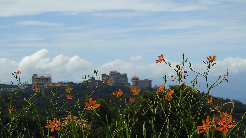 雲山水花鳥蝶-天龍國阿伯的日常6/25&26_1744954