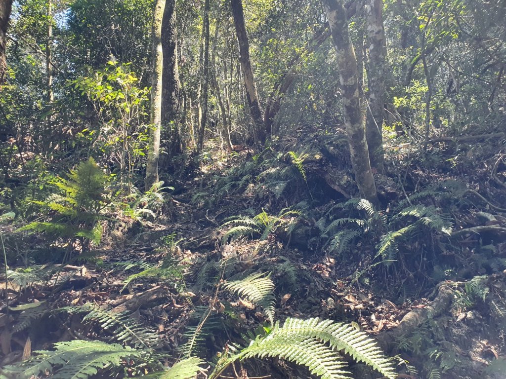 埔里關刀山步道（埔里六秀）_1378380