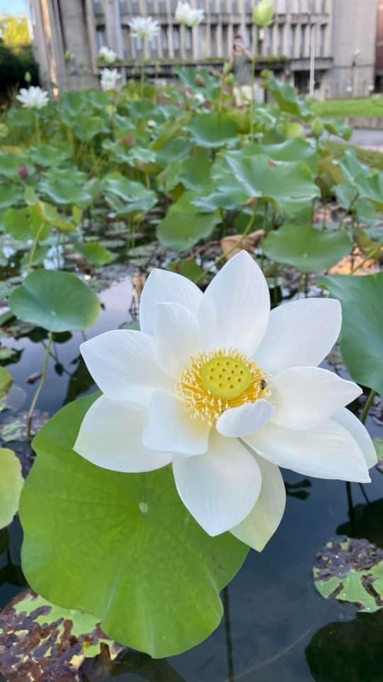 夜衝台大追ㄧ夜美人/穗花棋盤腳_2574200