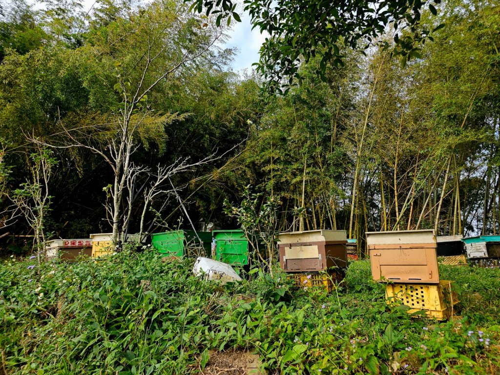 挑筍古道(大尖山、後棟仔山步道)--(雲林)臺灣百大必訪步道_2955743