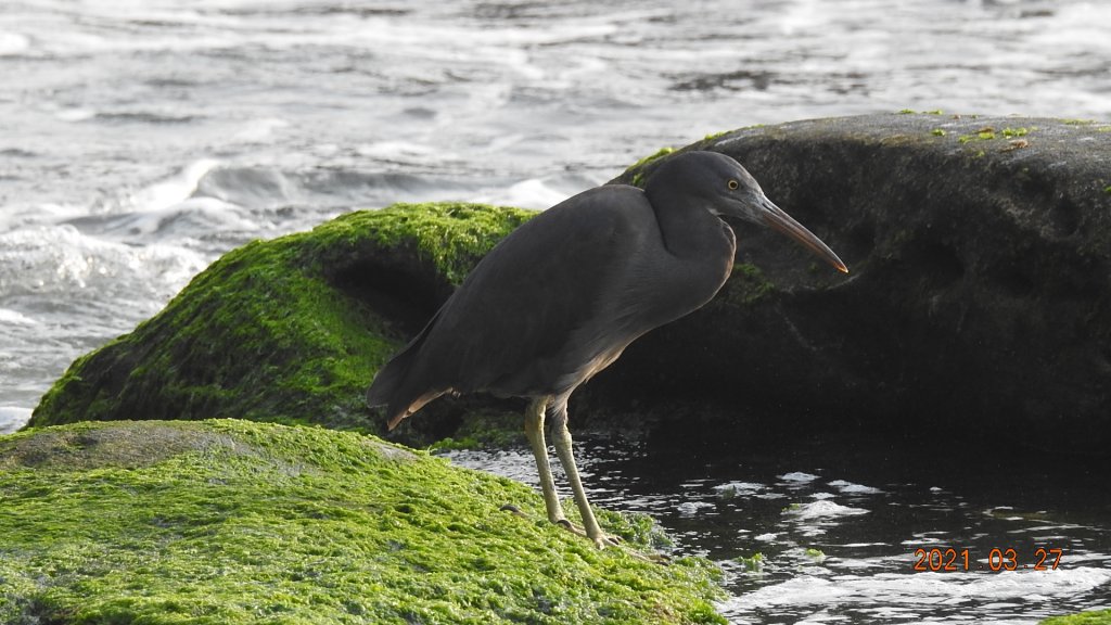 貢寮巡田水 - 桃源谷步道草嶺線來回走&龜島曉日_1322567