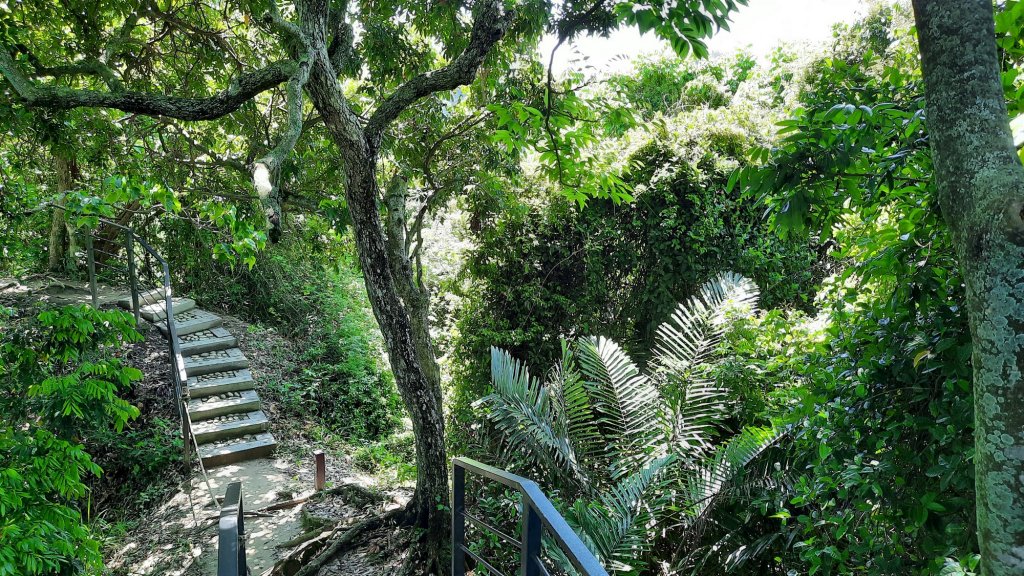 《雲林》紫斑蝶廊道｜龍過脈森林步道20220404_1662182