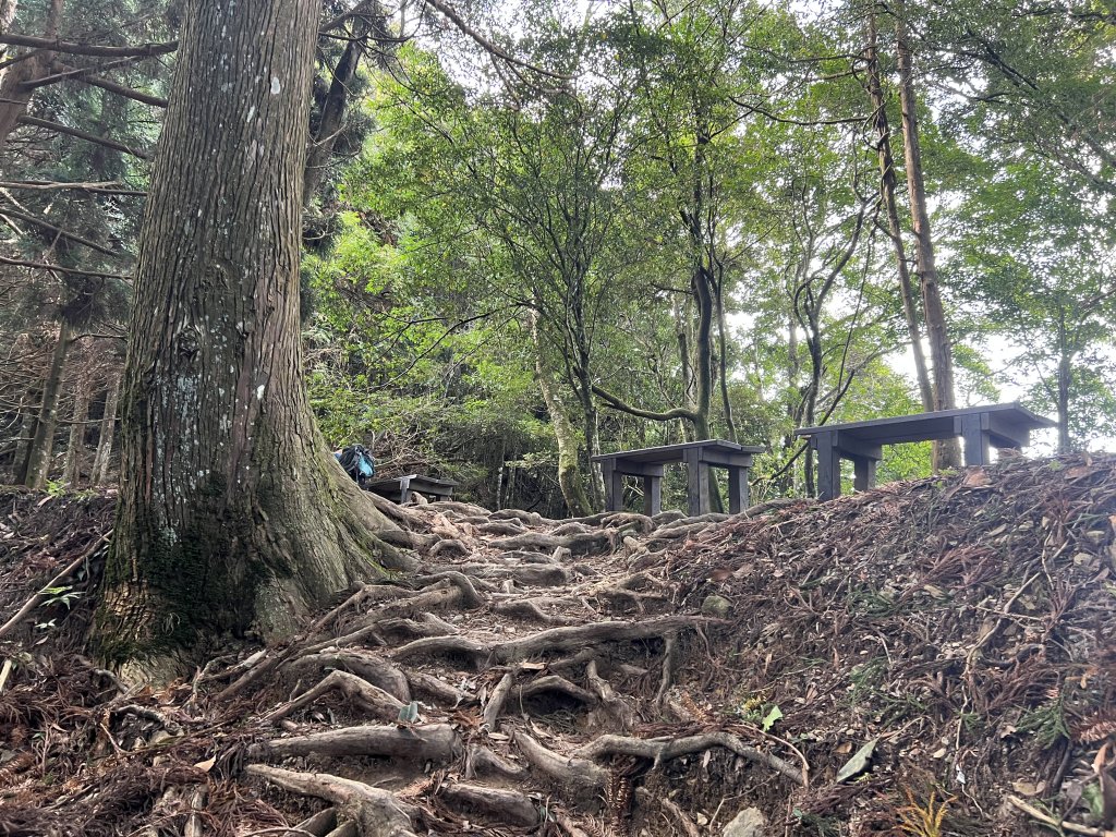 加里山 大坪登山口 杜鵑嶺 加里山P形_1900984
