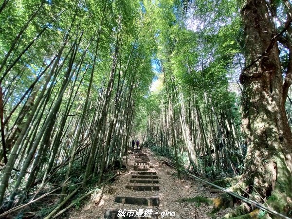 【嘉義。阿里山鄉】小百岳集起來。 編號60小百岳-奮起湖大凍山步道_1579170