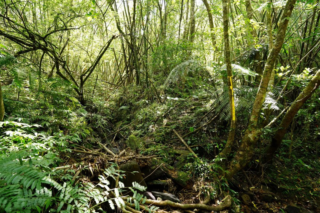 新北 雙溪 溪尾寮山、東柑腳山、柑腳山_2581816