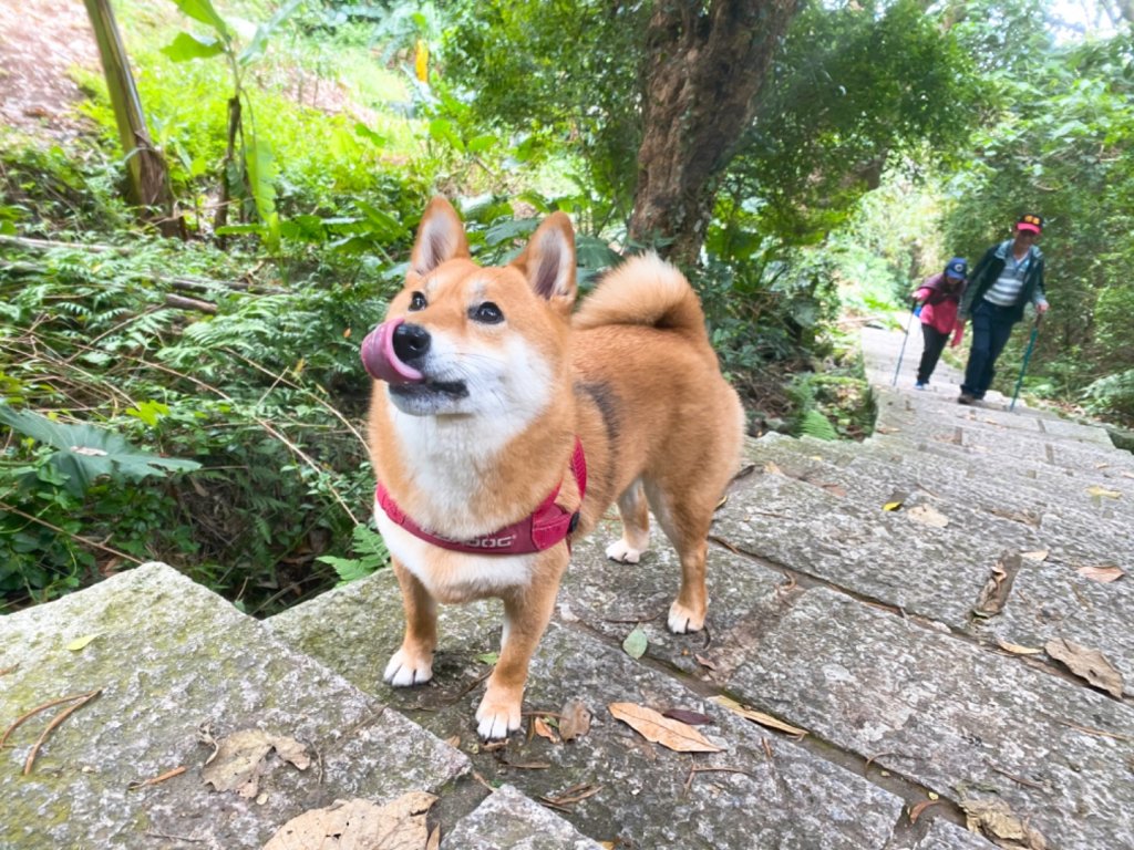 天母水管路古道_1068110