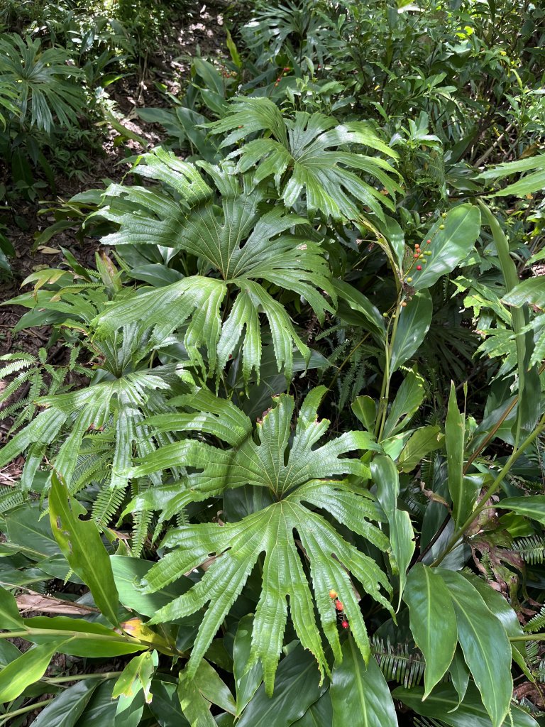 [微笑山線_第九段] 2025_0914 二格山系_皇帝殿東峰_2889481