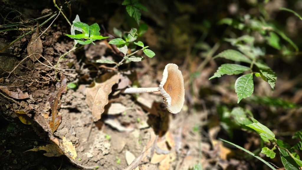 【暑假停課不停走】解鎖第49座小百岳#093都蘭山_2822526