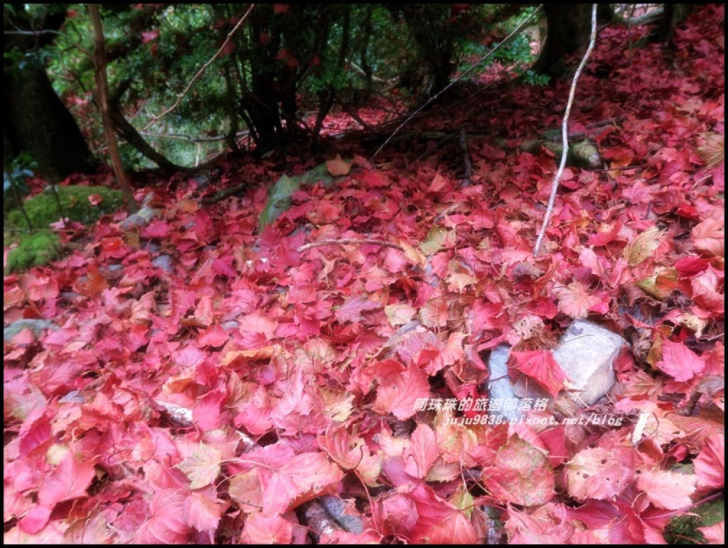 冬季限定捎來山上的浪漫紅地毯封面圖