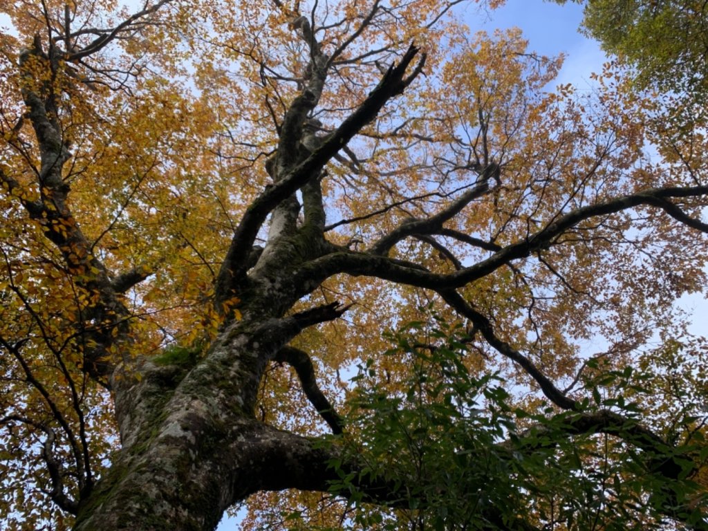 211114-內鳥嘴山、北得拉曼步道_1536926