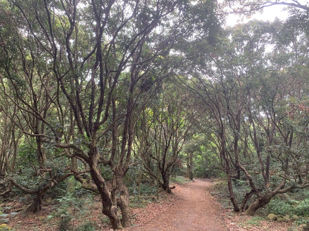 九九峰森林步道_2769047