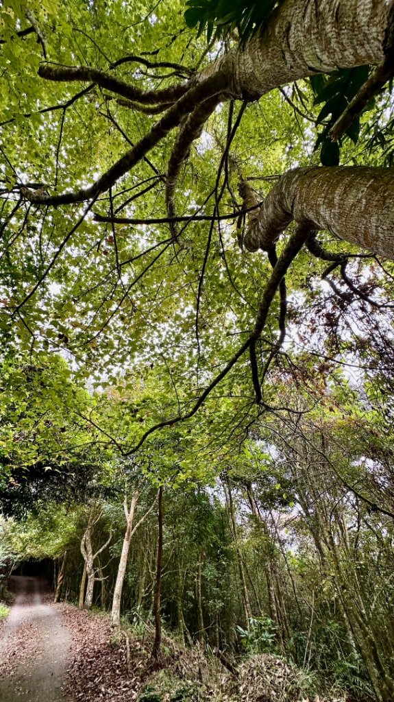 馬那邦山O走_2370075