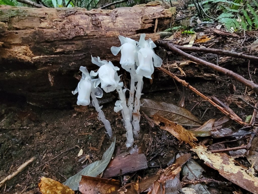 北得拉曼-2020406封面圖