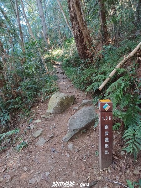 台中和平/2022谷關七雄慢旅台中登山活動認證。 針葉林道踩踏像地毯~馬崙山步道【谷關七雄】我完登了_1939923