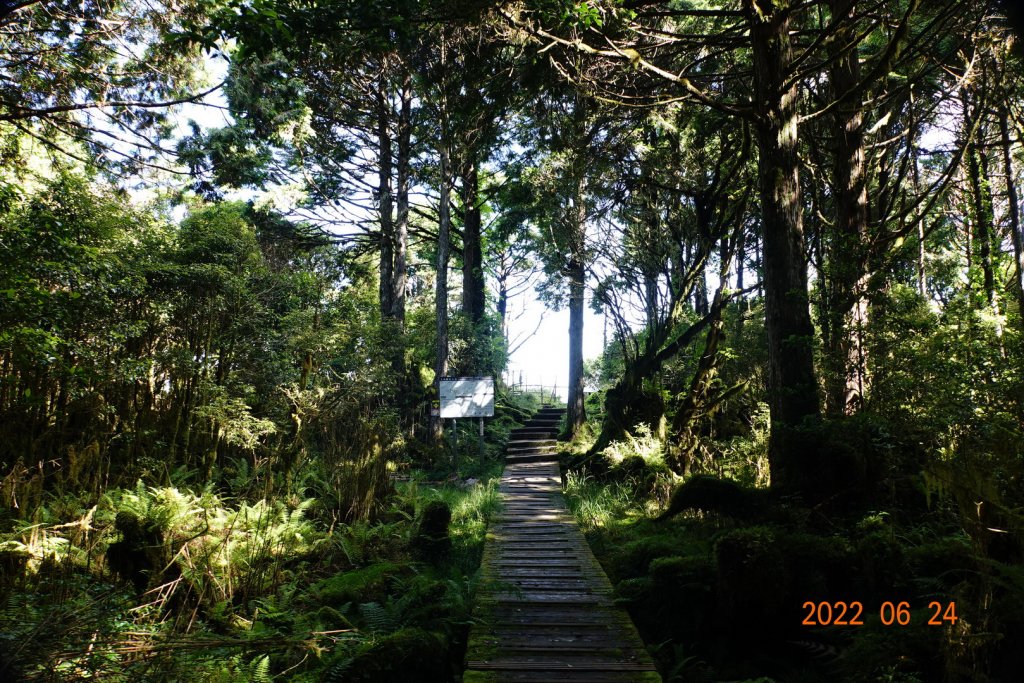 宜蘭 大同 太平山森林遊樂區 鐵杉林自然步道_1743740