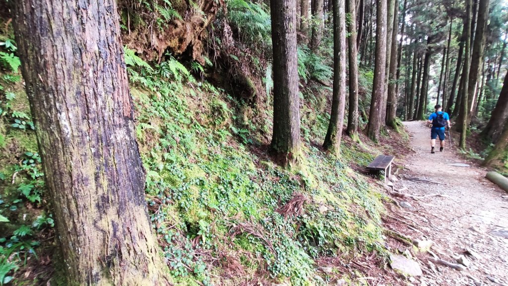檜山巨木森林步道_1779514