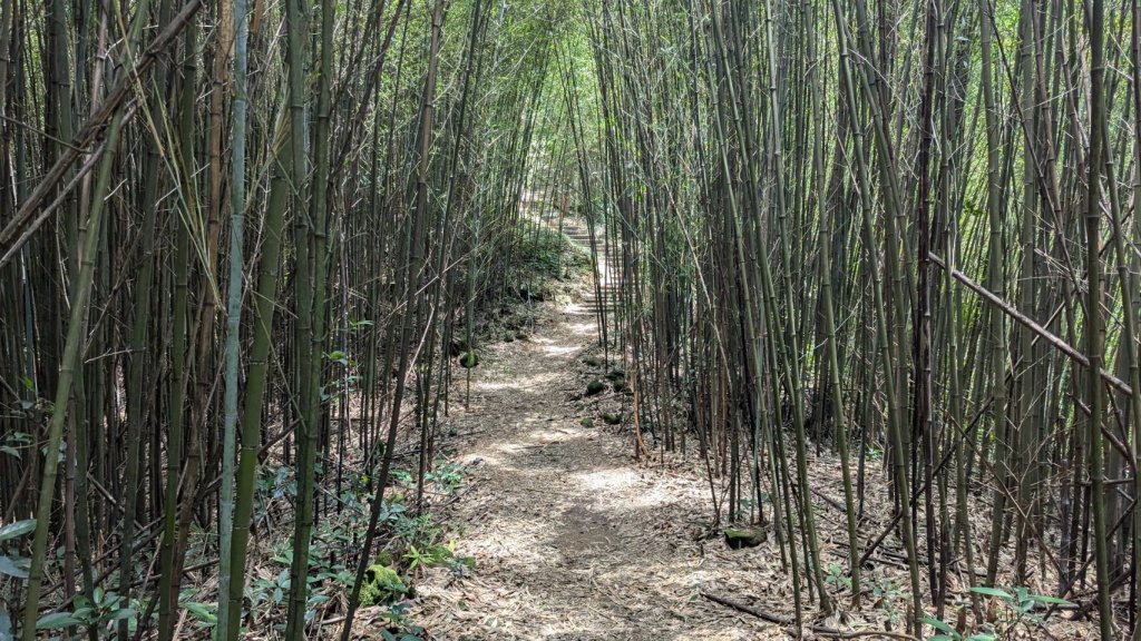 關刀山步道 (出關古道：聖關段)_2532840