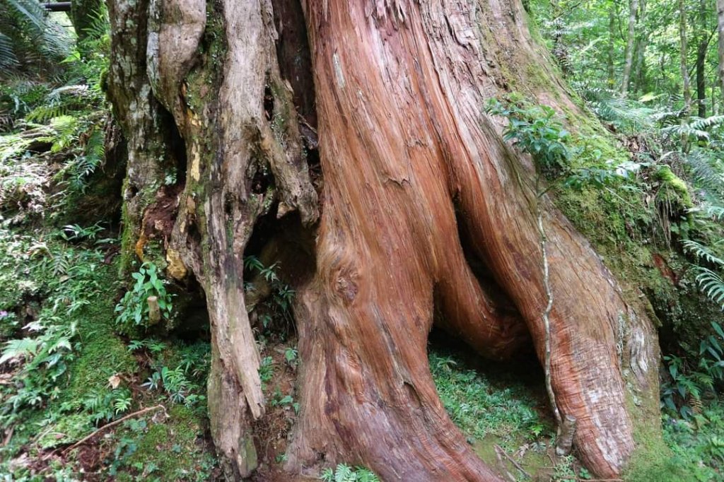 〔桃園復興〕拉拉山巨木，史詩級魔幻森林，75公頃紅檜 扁柏森林浴封面圖