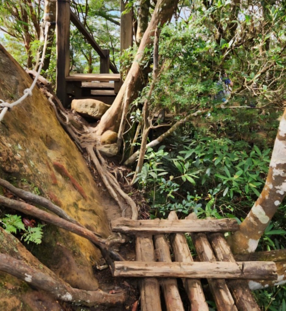 【中級山 】北得拉曼巨木步道，連走內鳥嘴山_2742199