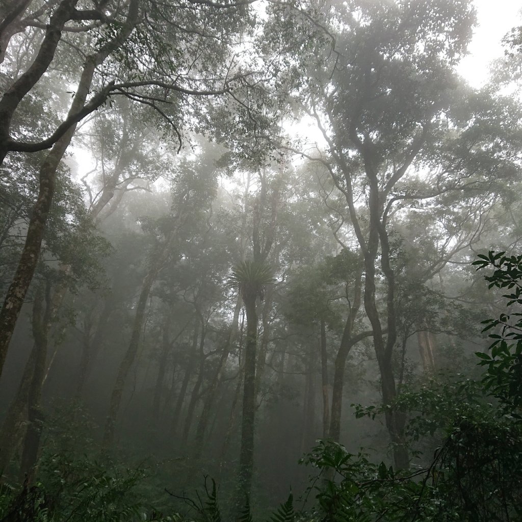 步道巡訪員│北得拉曼步道1月巡訪日誌_818312