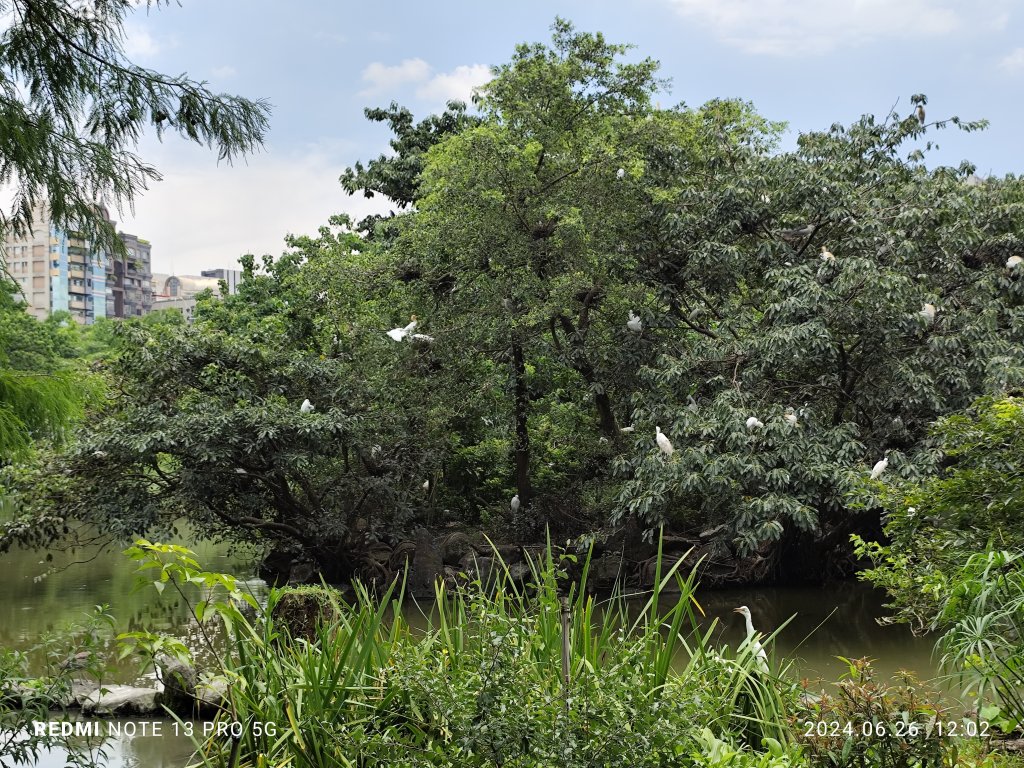 大安森林公園【走路趣尋寶】【臺北健走趣】_2536150