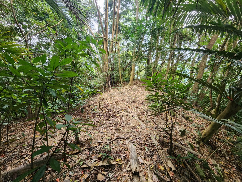 20250329東坑山八角崠山打鹿坑山_2798879