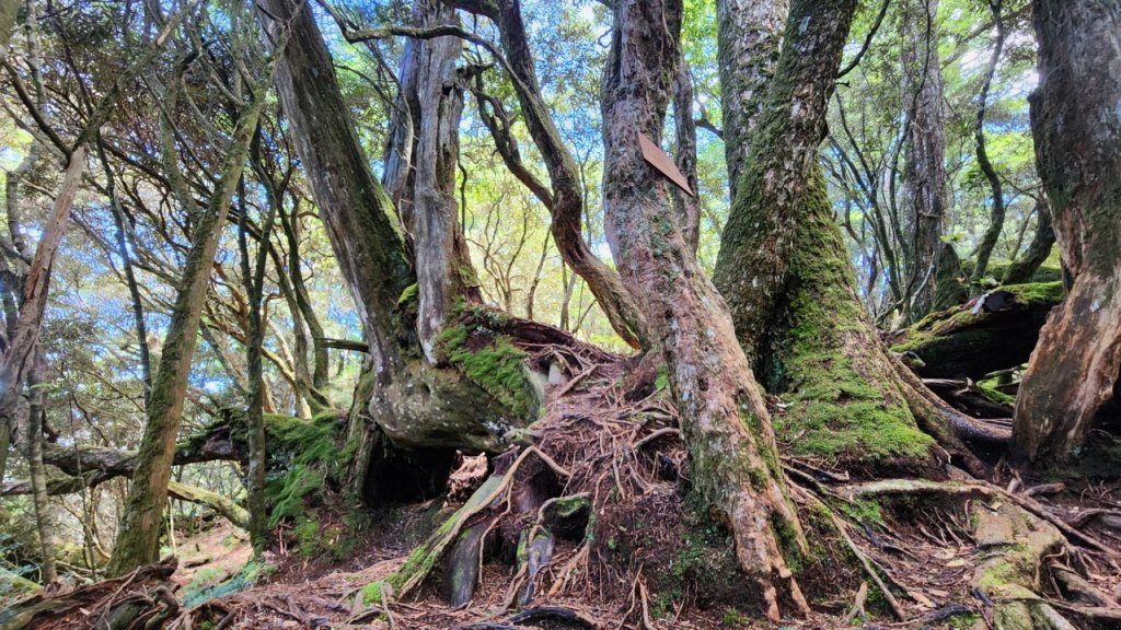 塔曼山，拔刀爾山，美鹿山南峰，內洞林道，大刀山，啦卡登山步道，桃園枕頭山，阿姆坪生態公園，大溪坪古道_2188359