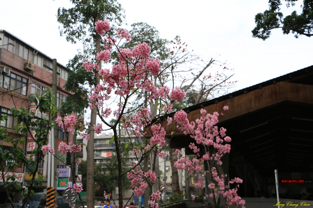 20160405~北投公園_33985