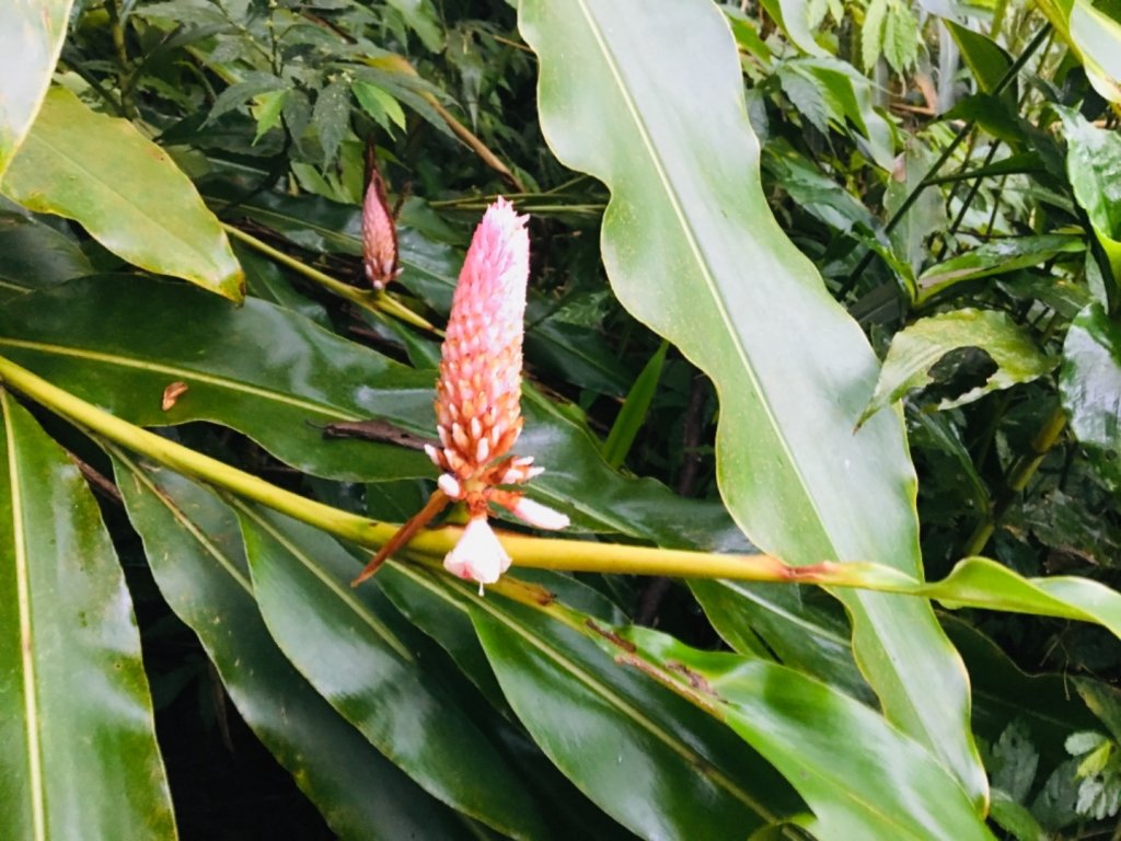 20190323 水社大山雨天練腳力_550814