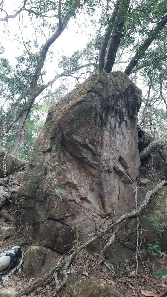 《台中》樹中有樹｜大坑步道6上7下O繞20250208_2708648