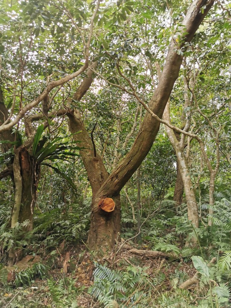 臺北大縱走第 7 段 - 貓空站的櫻之美_875907