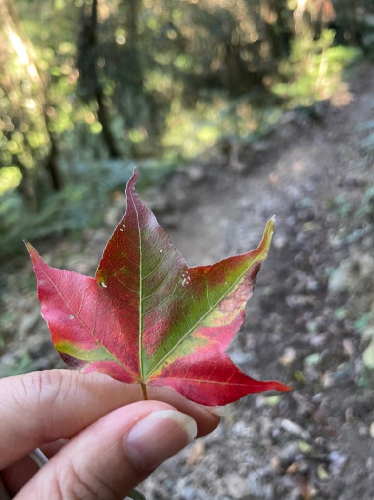 雙十霞喀羅_1484561