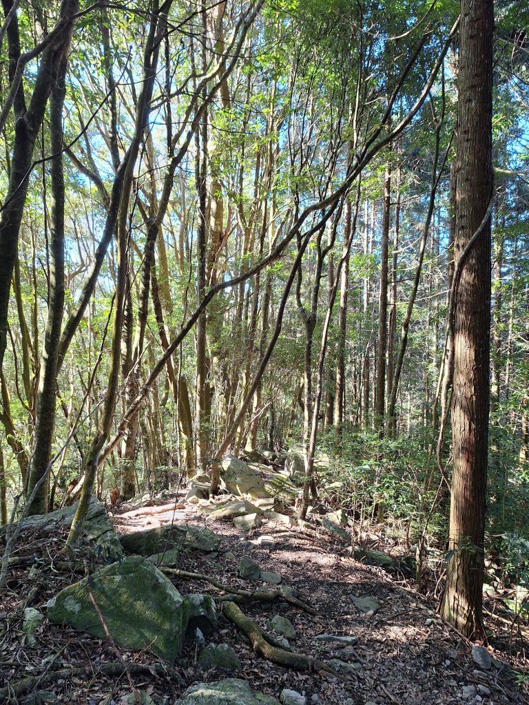 屋我尾山+G(大雪山進老鷹谷出)O型20250216_2713597