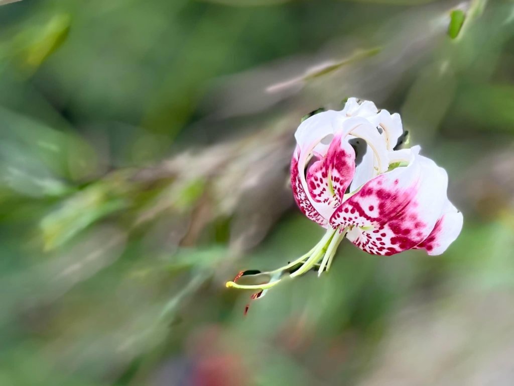 台灣原生種-豔紅鹿子百合（五寮尖。白石山）_2300695