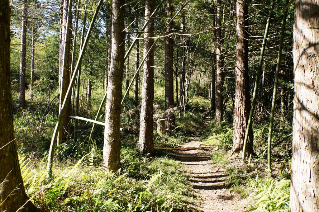 南投 鹿谷 龍鳳山、龍鳳峽山、三叉崙山、水桶寮山、內樹皮山、羊頭崙山、志騰山、竹崙山、溪頭山_2962278
