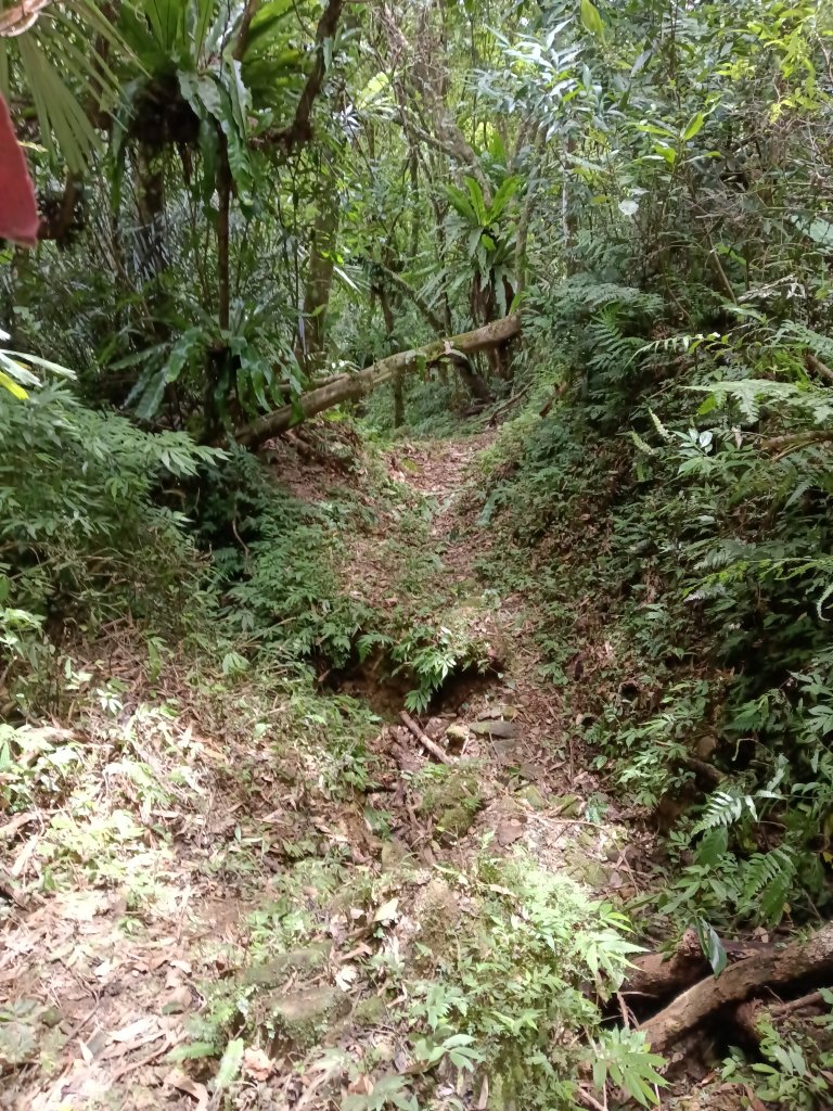 坪林區大舌湖漁光國小通學古道(保甲路古道)去回+大舌湖_2844968