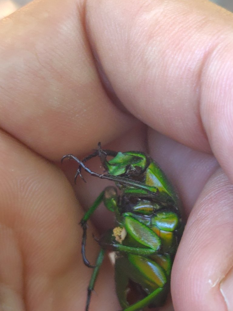 守關山南峰 守關山 守城大山_2919092