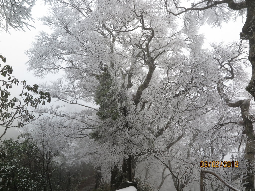 太平山 山毛櫸步道霧淞美景_262821