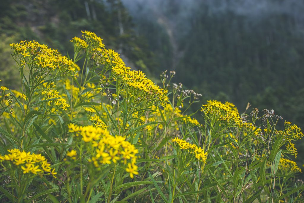 20200920～21-[嘉義] 玉山主西北峰_1632934