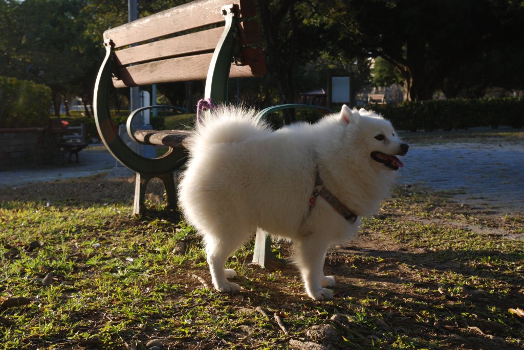 帶銀狐犬去廍子公園散步 2024.1.16封面圖