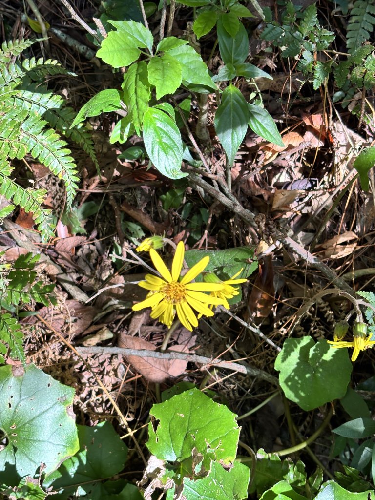 面天山、向天山、向天池_2921029
