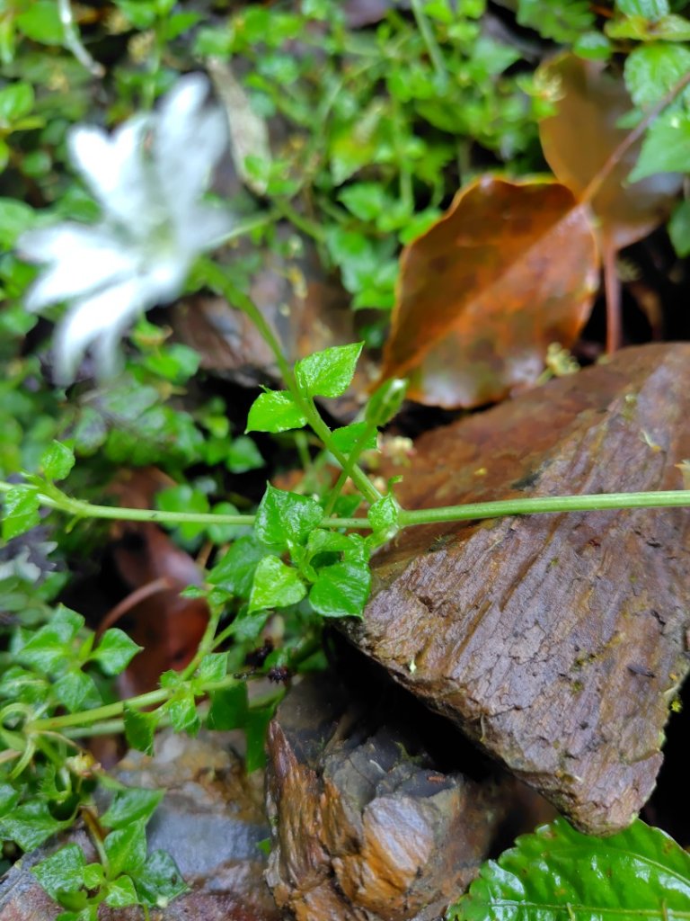 姑子崙山_2759199