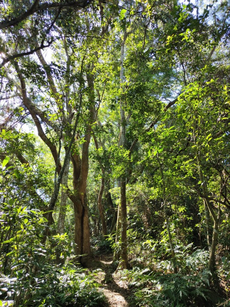 2023.11.04 關西赤柯山 | 赤柯山南峰 | 東獅頭山_2490067