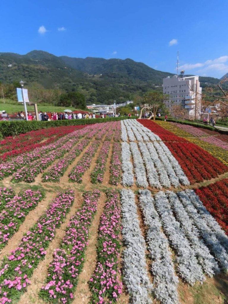 新北投［三層崎花海］（2024/2/12）封面圖