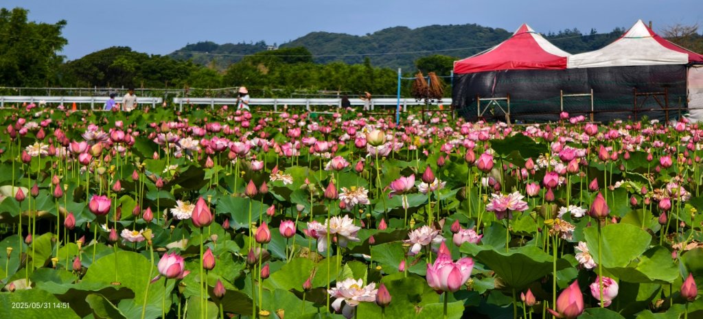 金山清水濕地 5/31 #牡丹蓮 #香水蓮封面圖